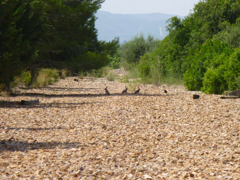 Renfe / ADIF: Mianes - 2013